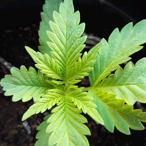 alpha growlog timeline photo