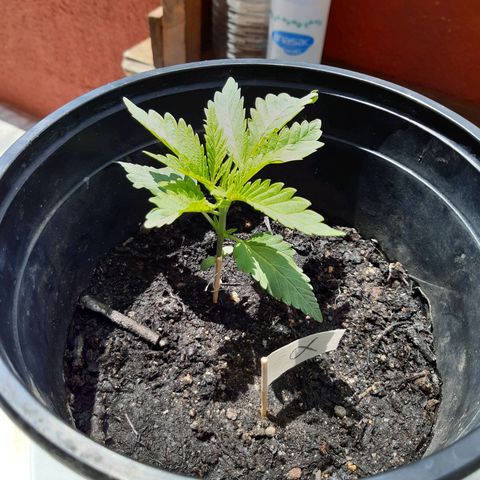 alpha growlog timeline photo