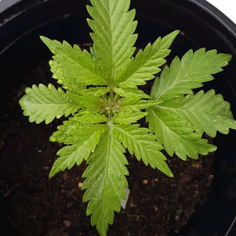 alpha growlog timeline photo