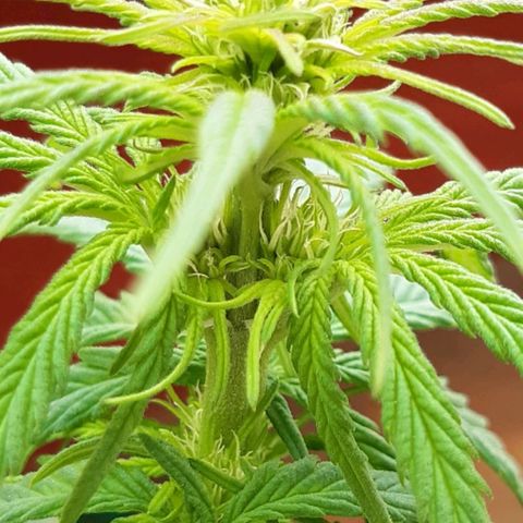 alpha growlog timeline photo