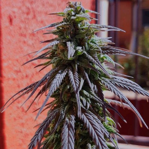 alpha growlog timeline photo