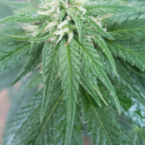 Unknown strain growlog photo: Week 3 of flowering