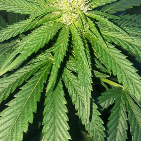 Unknown strain growlog timeline photo