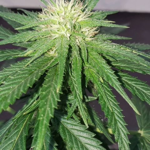 Unknown strain growlog timeline photo