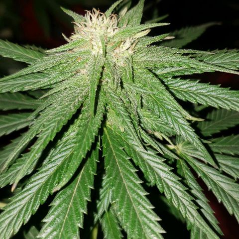 Unknown strain growlog photo: Brought inside overnight due to freezing temps