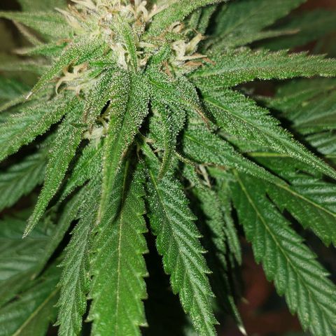 Unknown strain growlog timeline photo