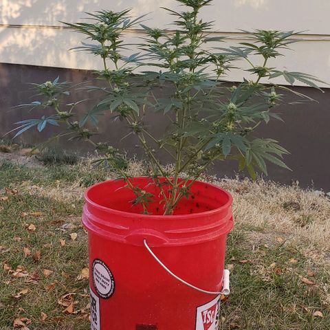 Unknown strain growlog timeline photo