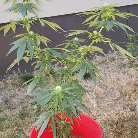 Unknown strain growlog timeline photo