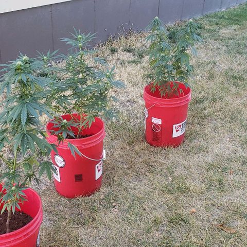 Unknown strain growlog timeline photo