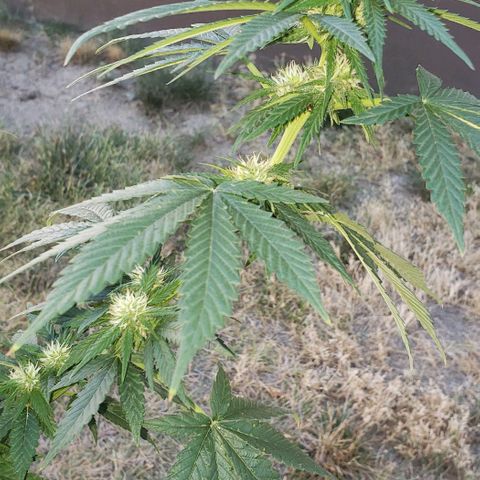 Unknown strain growlog timeline photo