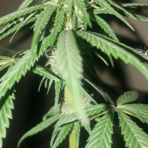 Unknown strain growlog timeline photo