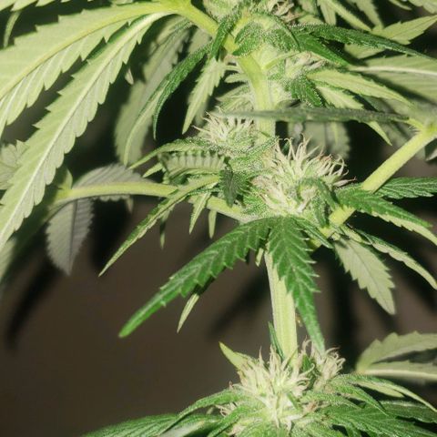 Unknown strain growlog timeline photo