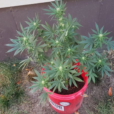 Unknown strain growlog timeline photo
