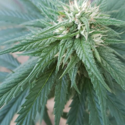 Unknown strain growlog timeline photo