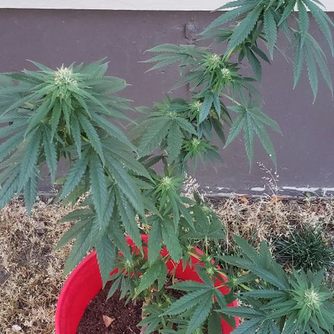 Unknown strain growlog timeline photo