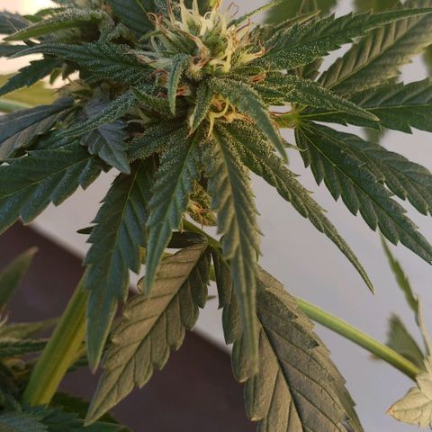 Unknown strain growlog timeline photo