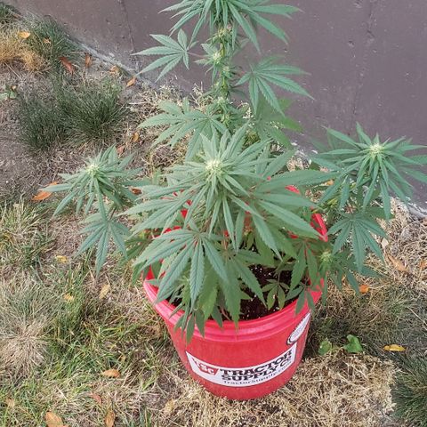 Unknown strain growlog timeline photo