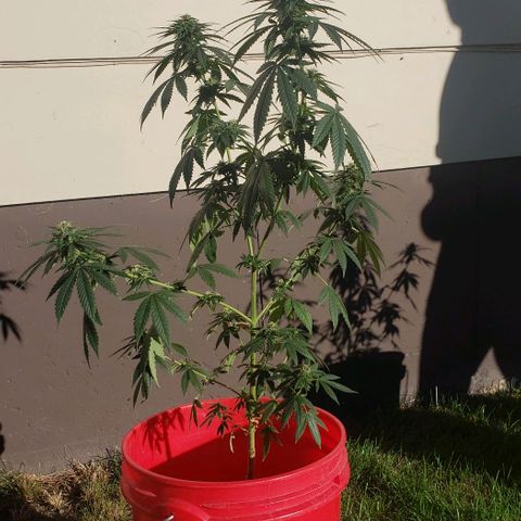 Unknown strain growlog timeline photo