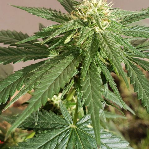 Unknown strain growlog timeline photo