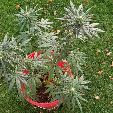 Unknown strain growlog timeline photo