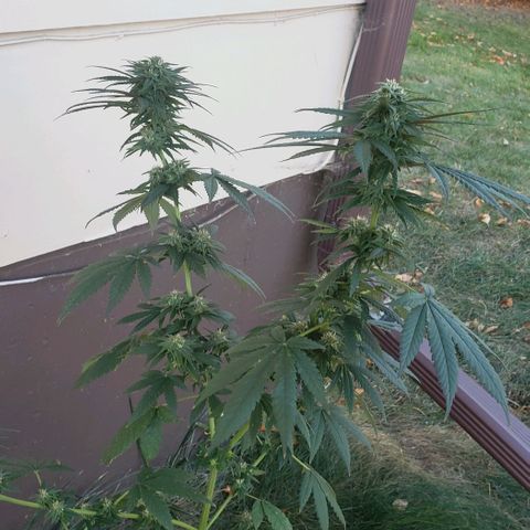 Unknown strain growlog timeline photo