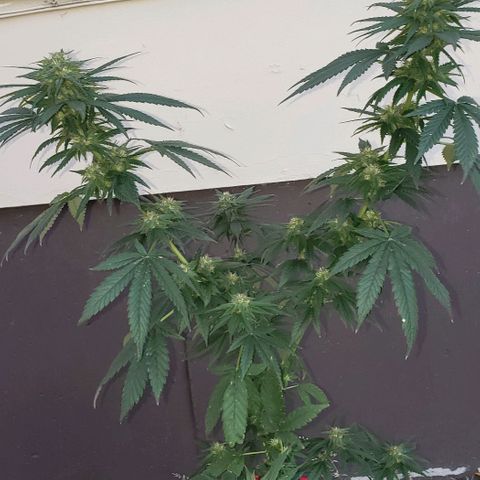 Unknown strain growlog timeline photo