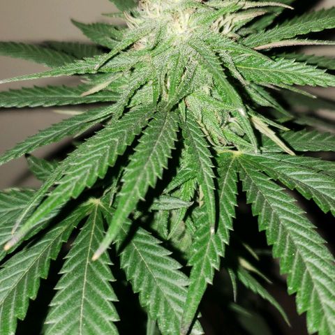 Unknown strain growlog timeline photo