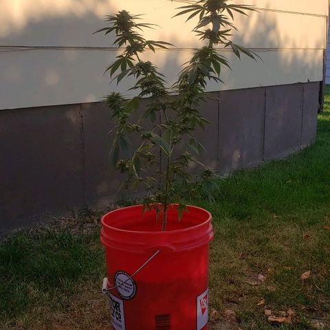 Unknown strain growlog timeline photo