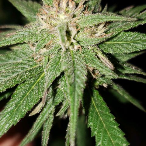 Unknown strain growlog timeline photo