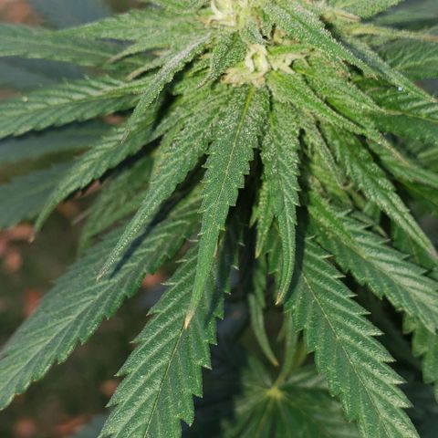 Unknown strain growlog timeline photo