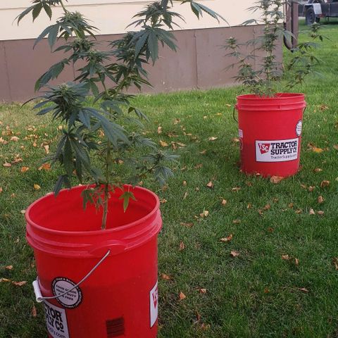 Unknown strain growlog timeline photo