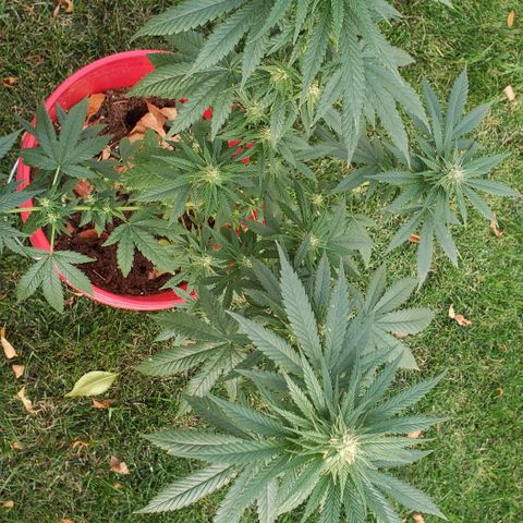 Unknown strain growlog timeline photo