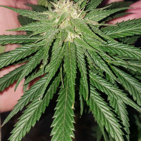 Unknown strain growlog timeline photo