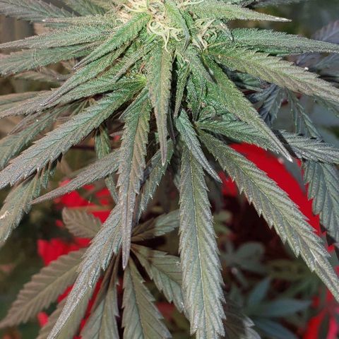 Unknown strain growlog timeline photo