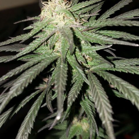 Unknown strain growlog timeline photo