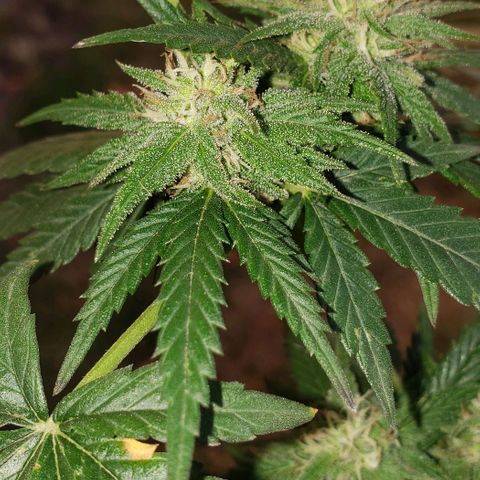 Unknown strain growlog timeline photo