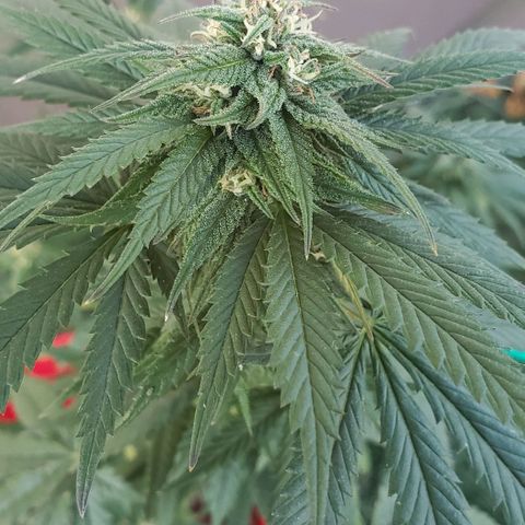 Unknown strain growlog timeline photo
