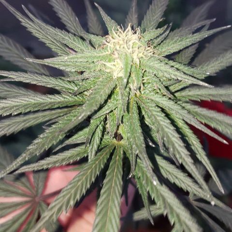 Unknown strain growlog timeline photo