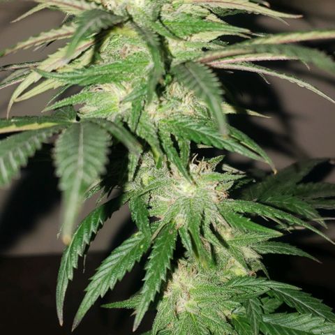 Unknown strain growlog timeline photo