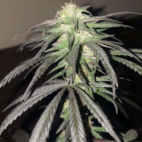 Unknown strain growlog timeline photo