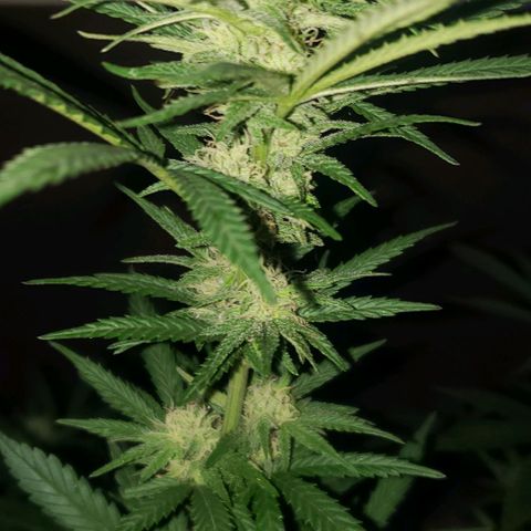 Unknown strain growlog timeline photo