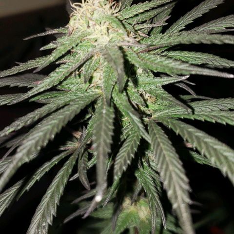 Unknown strain growlog timeline photo
