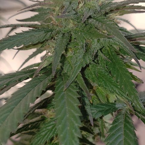 Unknown strain growlog timeline photo
