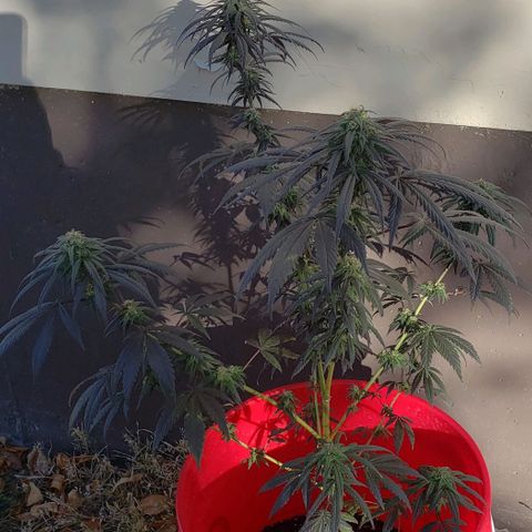 Unknown strain growlog timeline photo