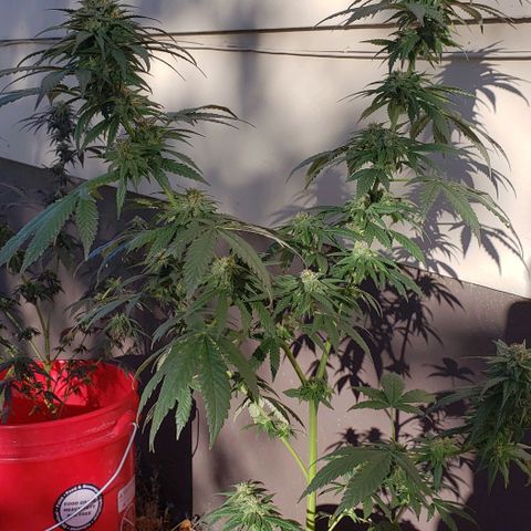 Unknown strain growlog timeline photo