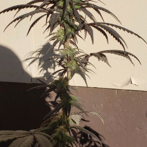 Unknown strain growlog timeline photo