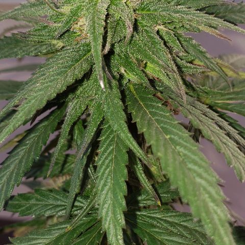 Unknown strain growlog timeline photo