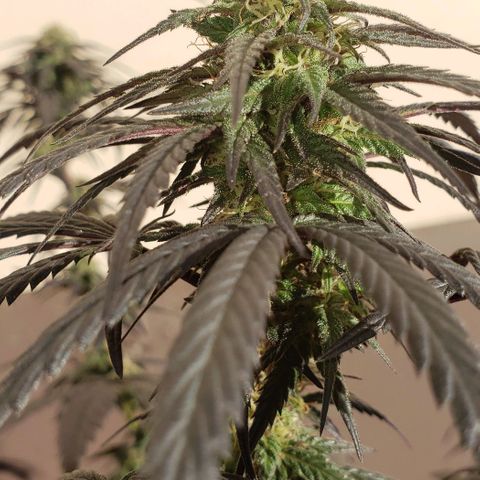 Unknown strain growlog timeline photo