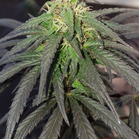 Unknown strain growlog timeline photo