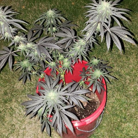 Unknown strain growlog timeline photo